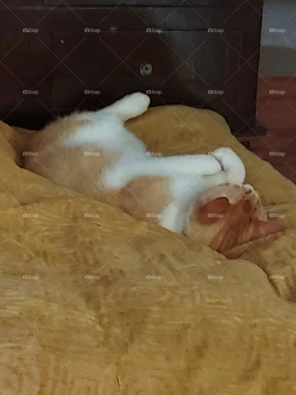 just laying around this Saturday on brother bears bed. aw glad he's outside for awhile.