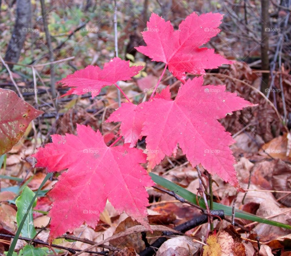 Maple sapling in fall