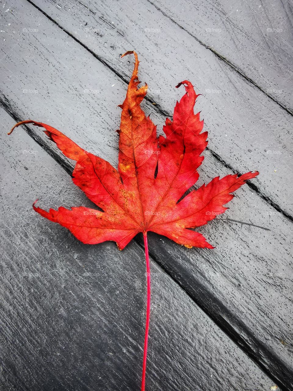 Autumn leaf