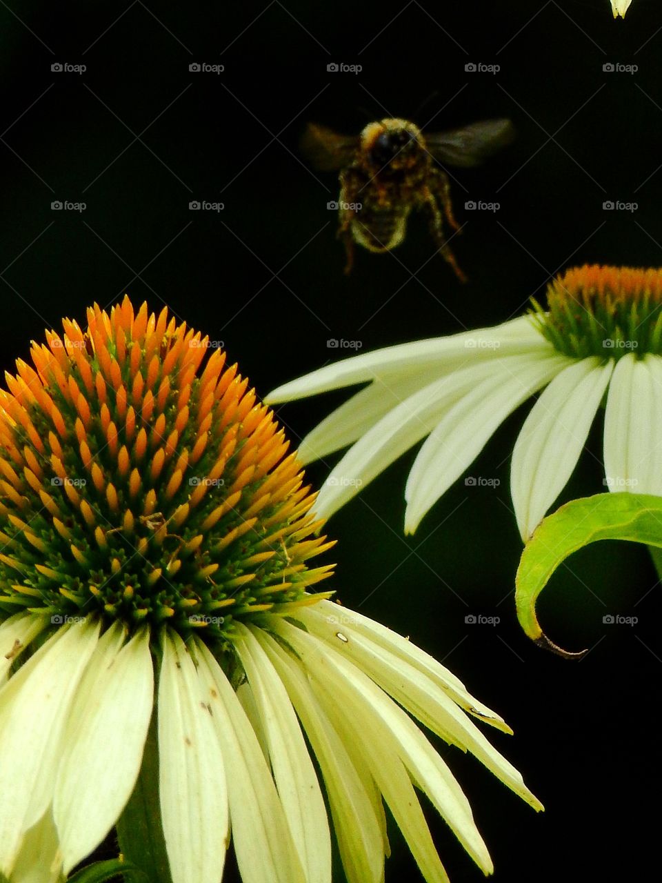 Bumblebee flying near flower