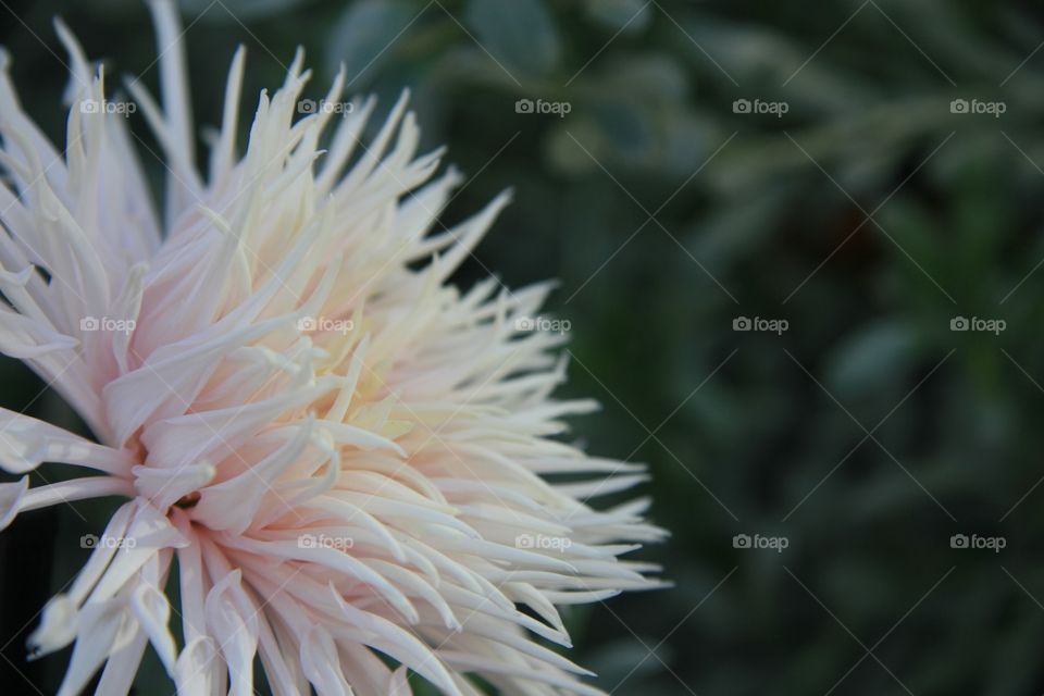 Chrysanthemum, white 