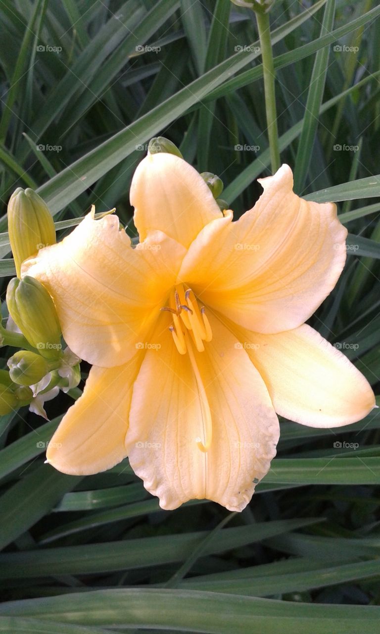 Day Lilly. The Day Lillies are finally blooming.