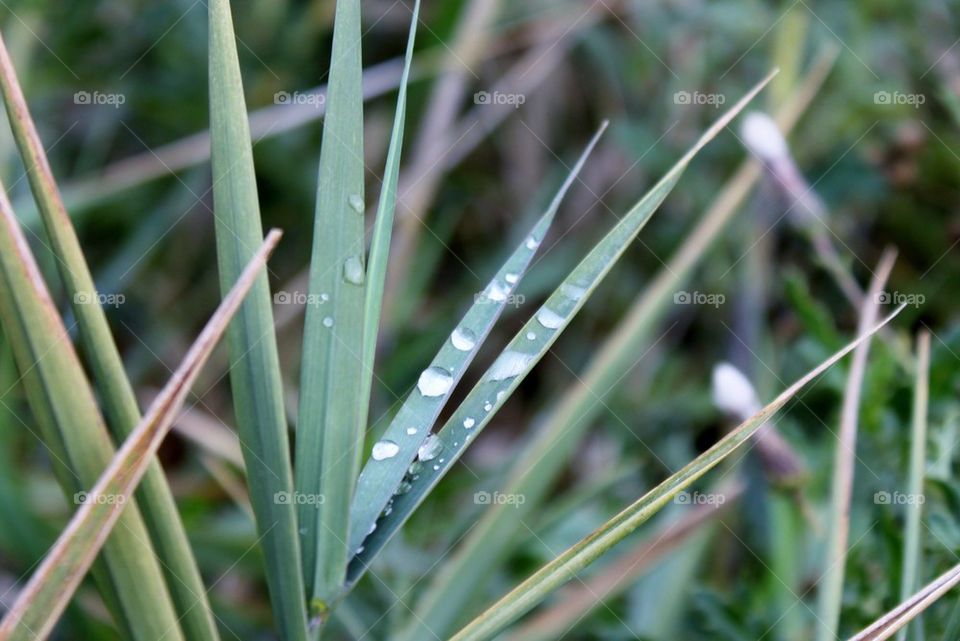 Dewdrop on grass