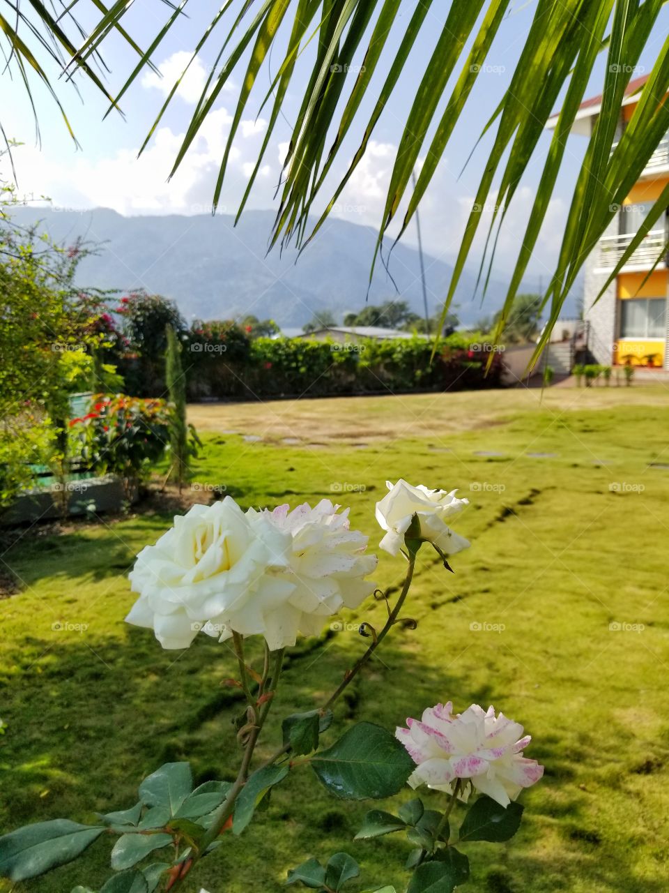 Beautiful white roses in Pokara, Nepal with the foothills and Phewa Lake in the background.