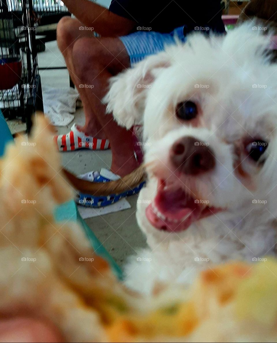 sharing a quesadilla crunch makes for a Happy Holly 🤣 meals and snack foap mission