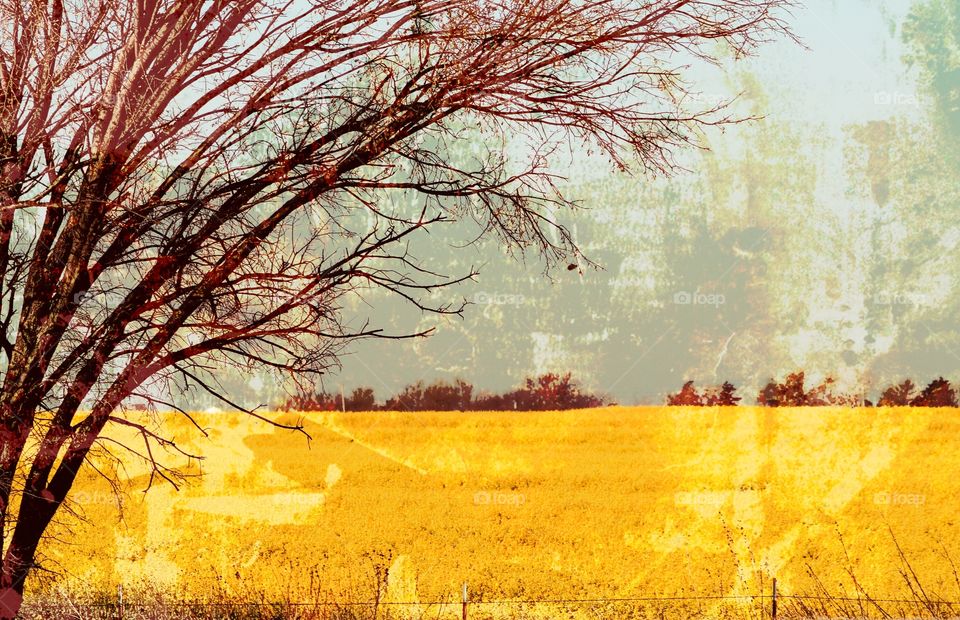 Abstract Tree and Yellow Field