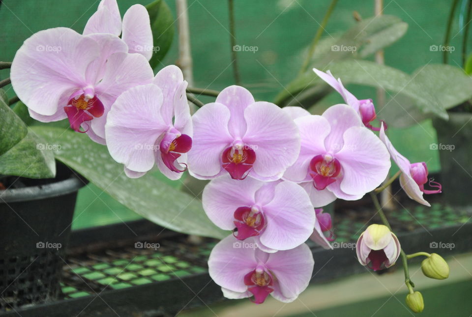 Pink Orchids Green House Mysore