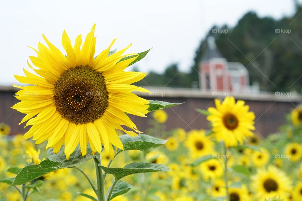 Brilliant Sunflowers