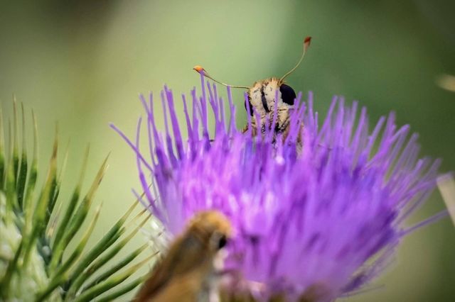A Fiery Skipper (Hylephila phyleus) cautiously peeks over a purple bloom. Raleigh, North Carolina. 