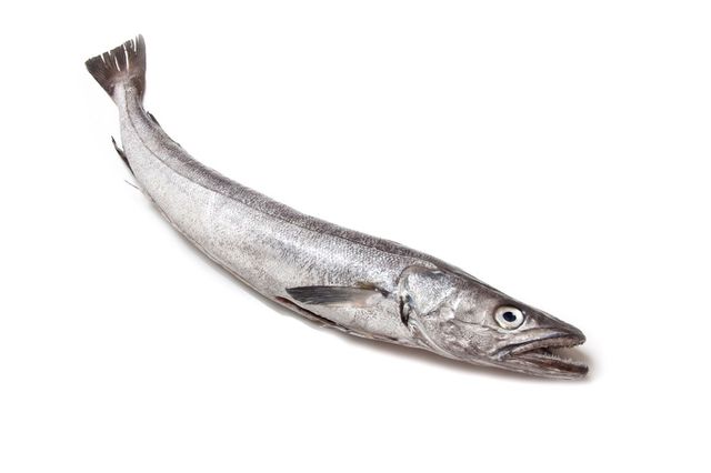 Hake fish 