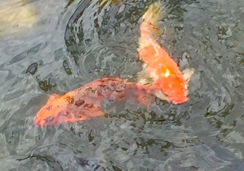 coloured carp nishikigoi