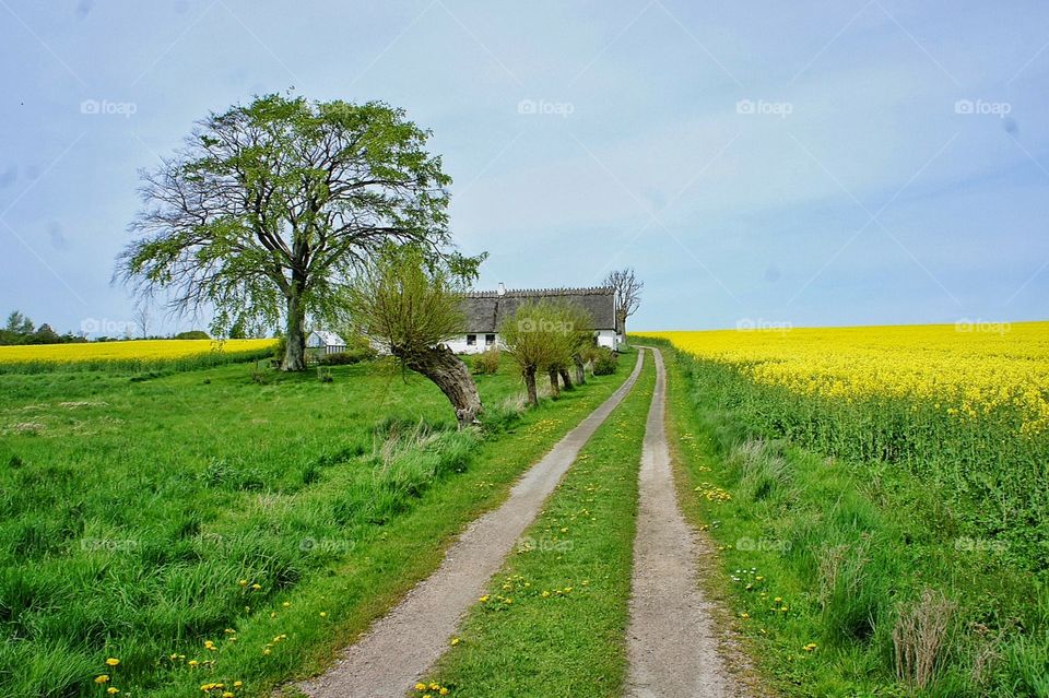 Along the fields