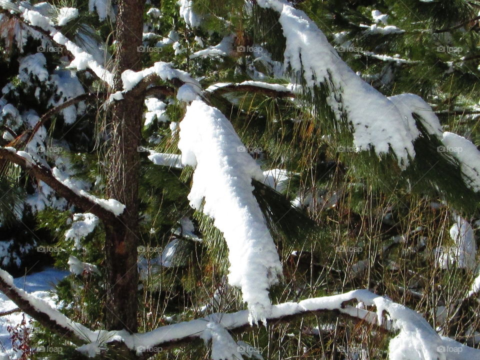 snow tree