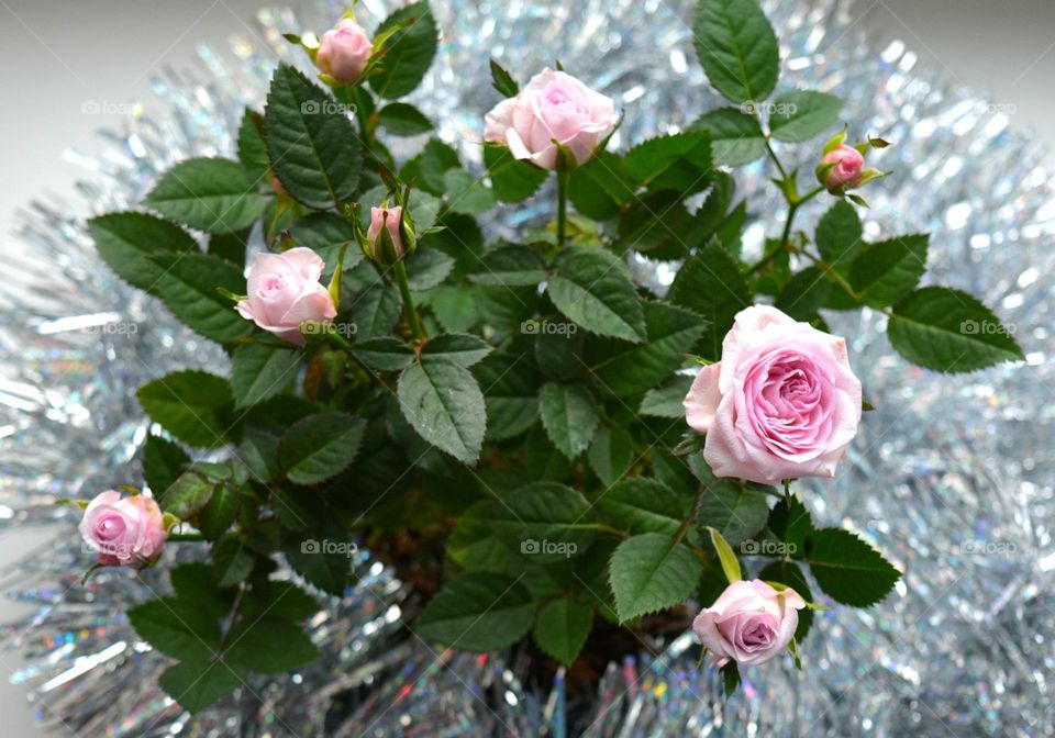 roses flowers Christmas decorations and gifts winter holiday