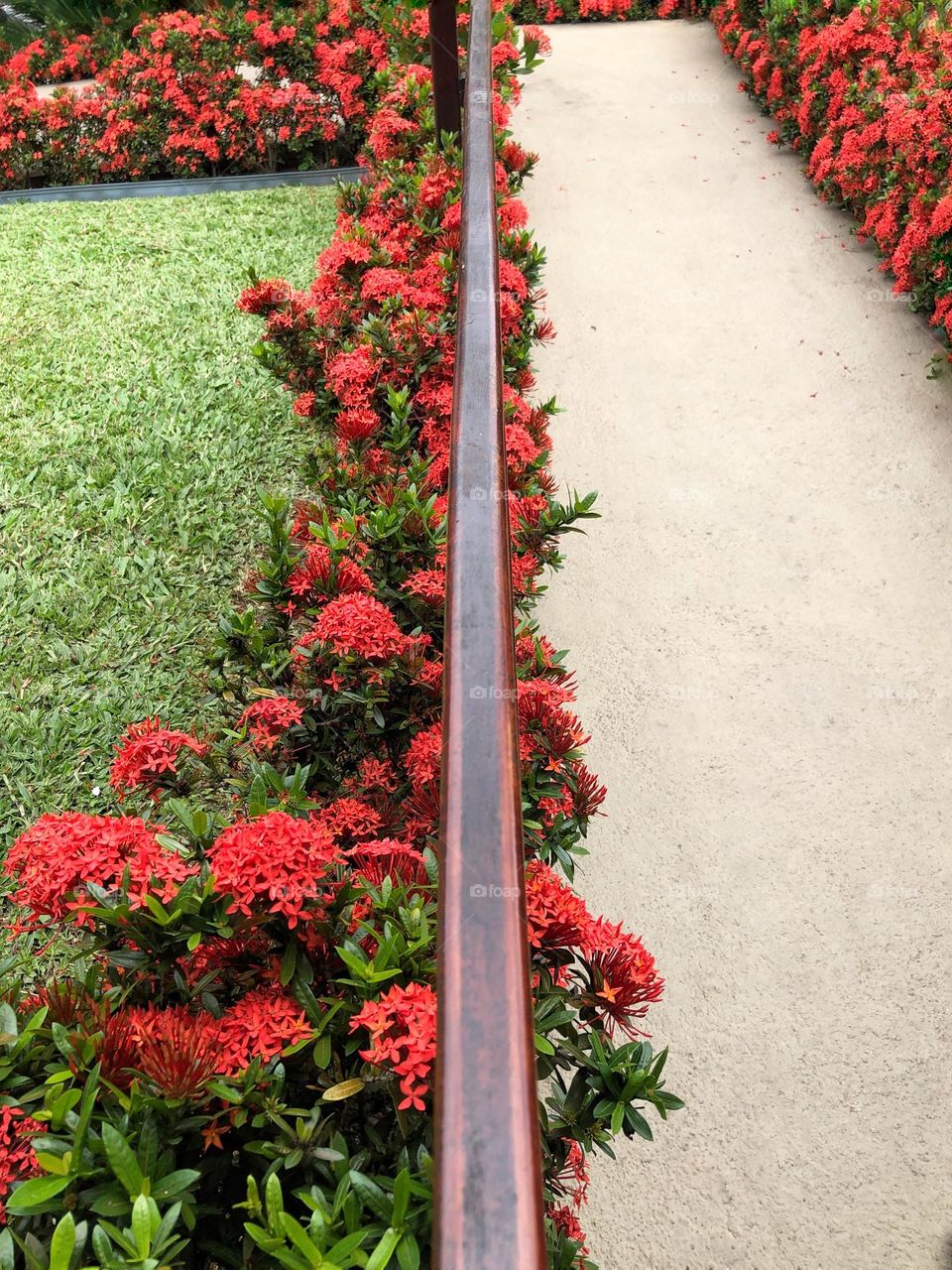 A cement path sided by a beautiful garden with red flowers