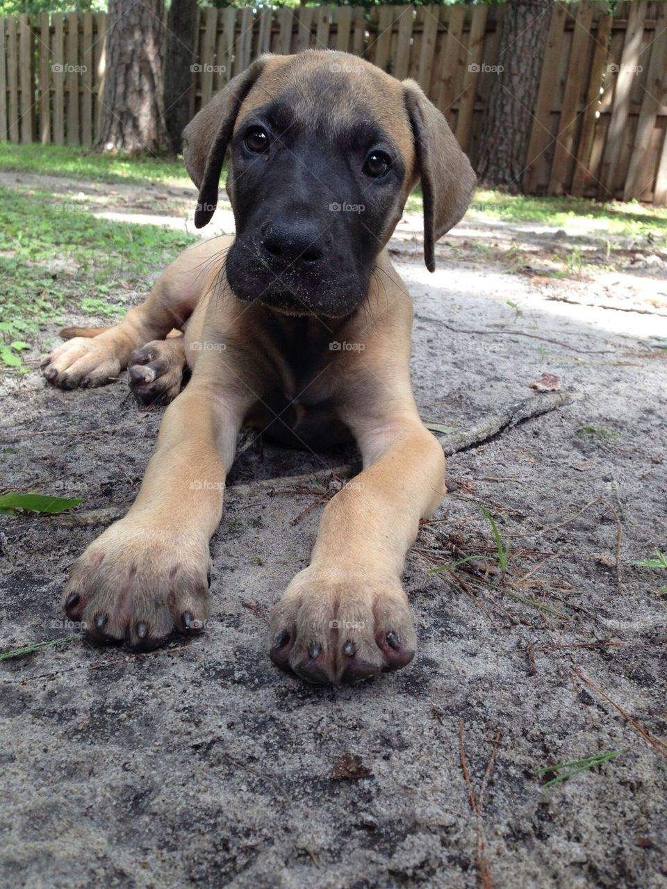 Great Dane Puppy