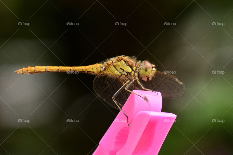 Dragonfly up close