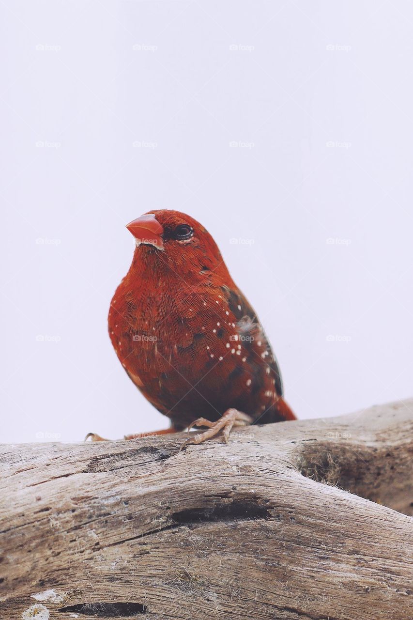 strawberry finch