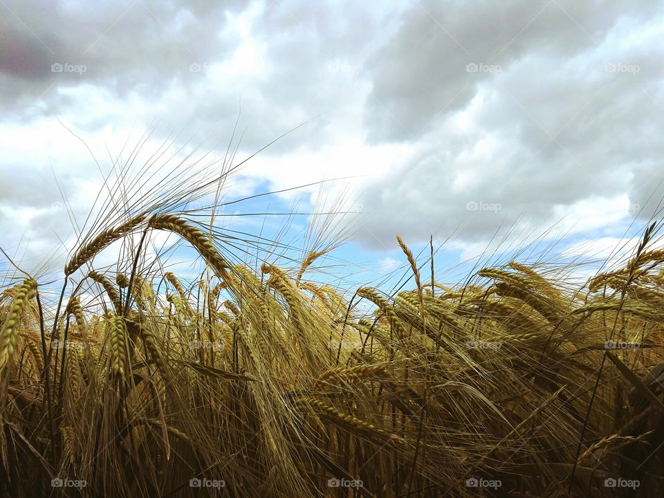 Summer day, field of mature, golden wheat