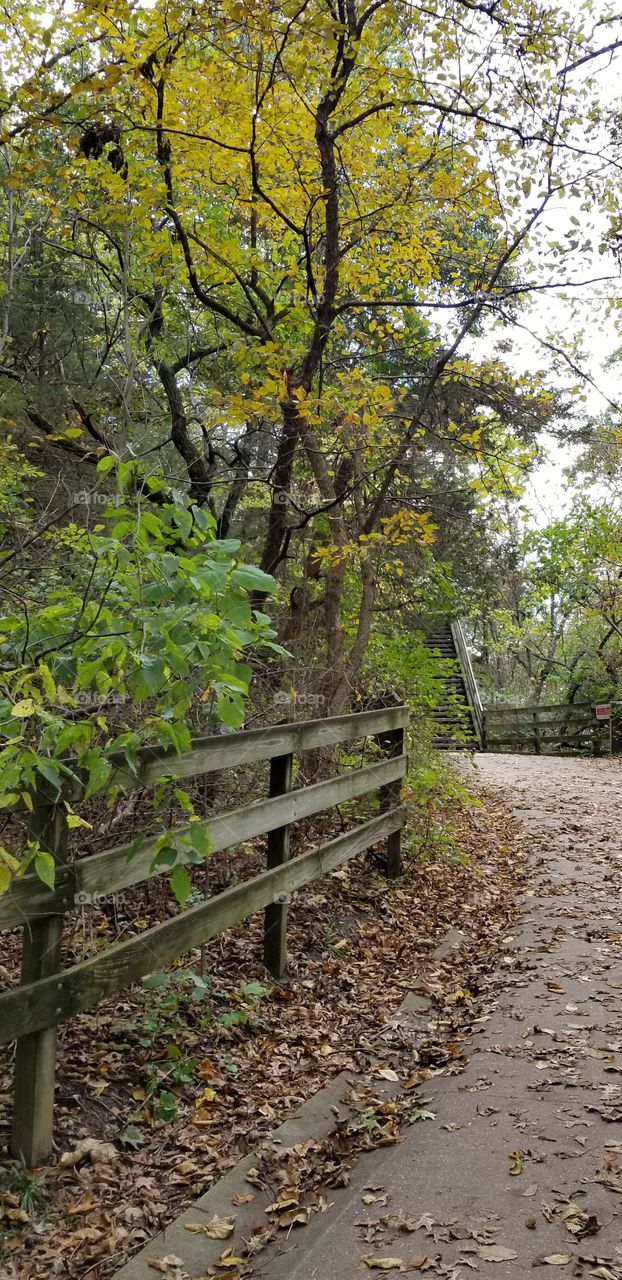 Scenic walk in the park