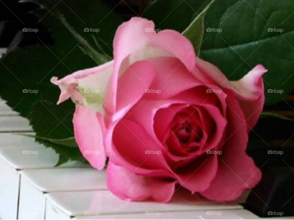 Rose. Pink Rose