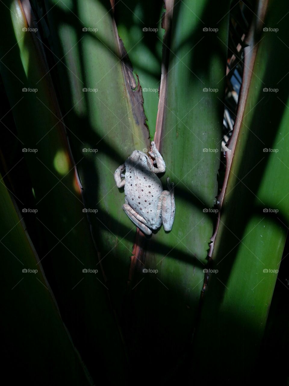 Treefrog in the Light