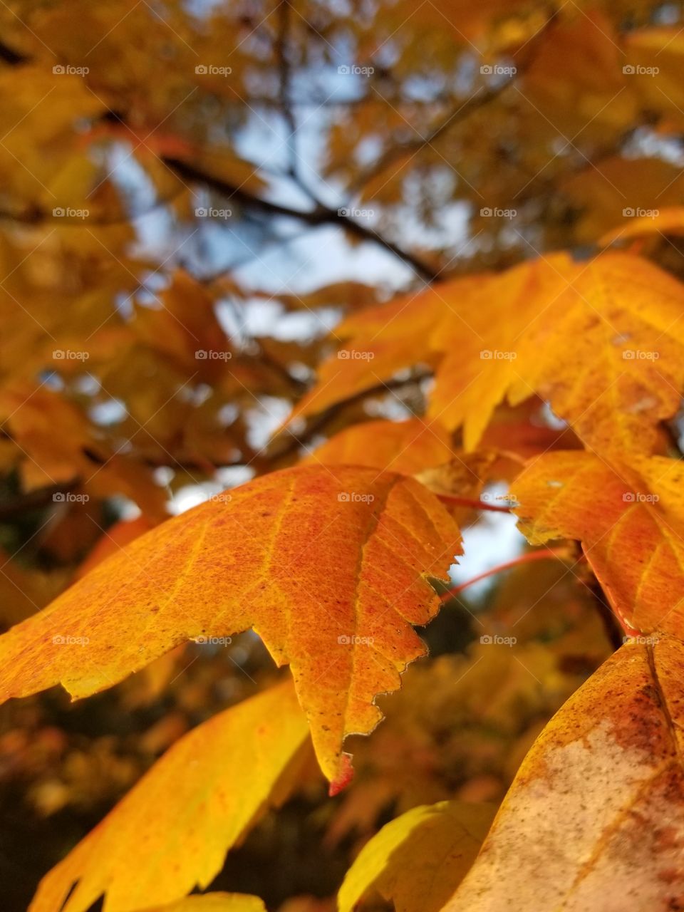 Beautiful orange leaves lit by the golden light of the sunset. Photo taken by me on a Samsung S8.