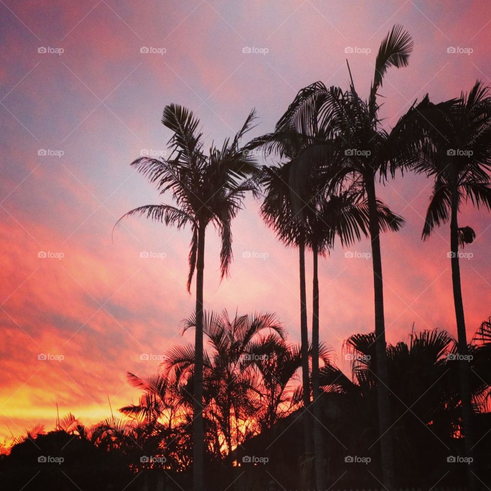 Pink Pastel Sunset through Palms