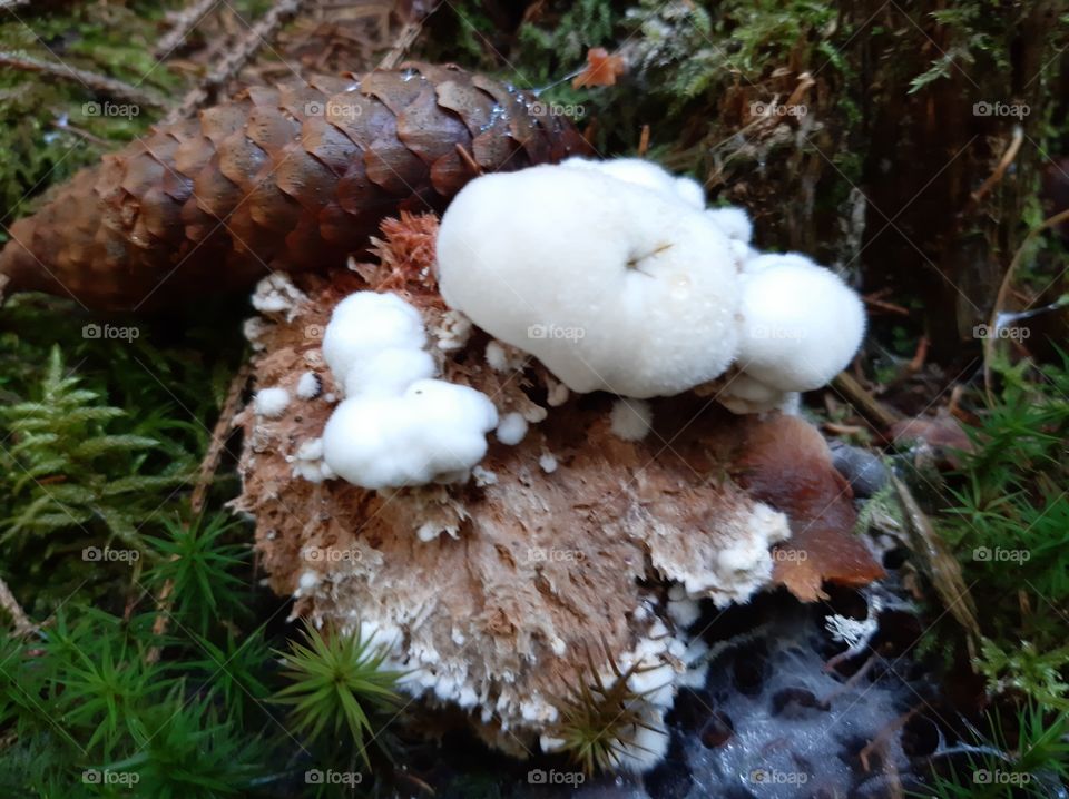 mushroom on mushroom