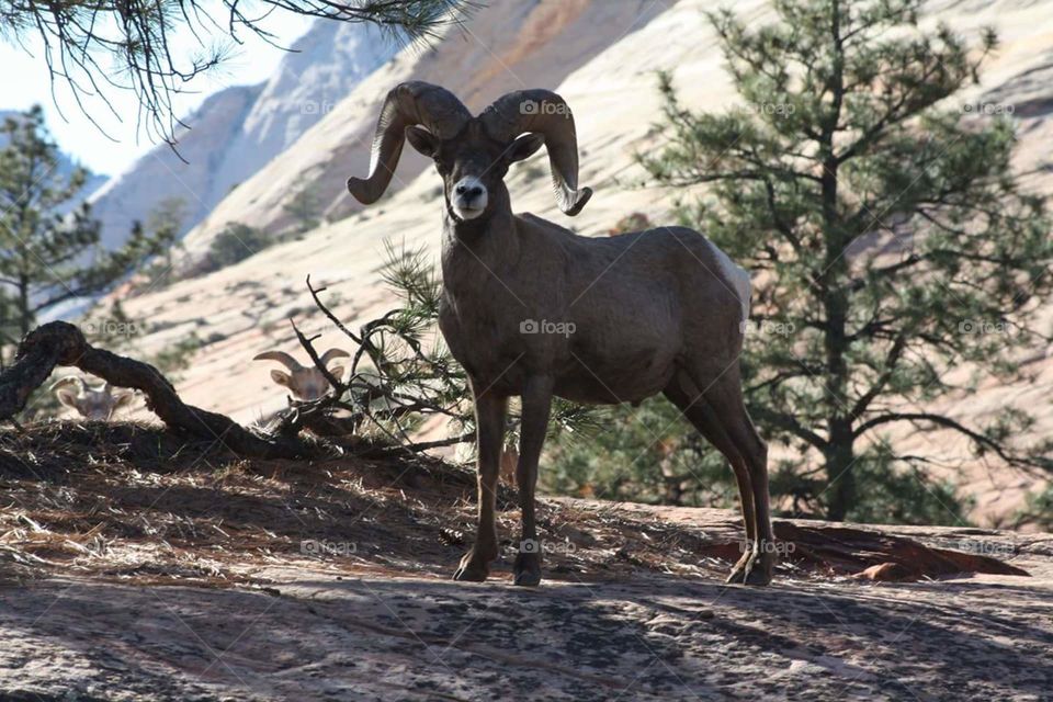 Big Horn Sheep