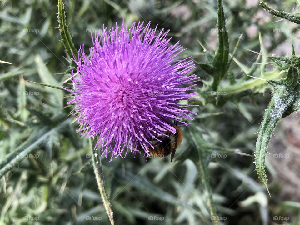 This colourful wild purple flower has a bee feeding from it, a joy to see.