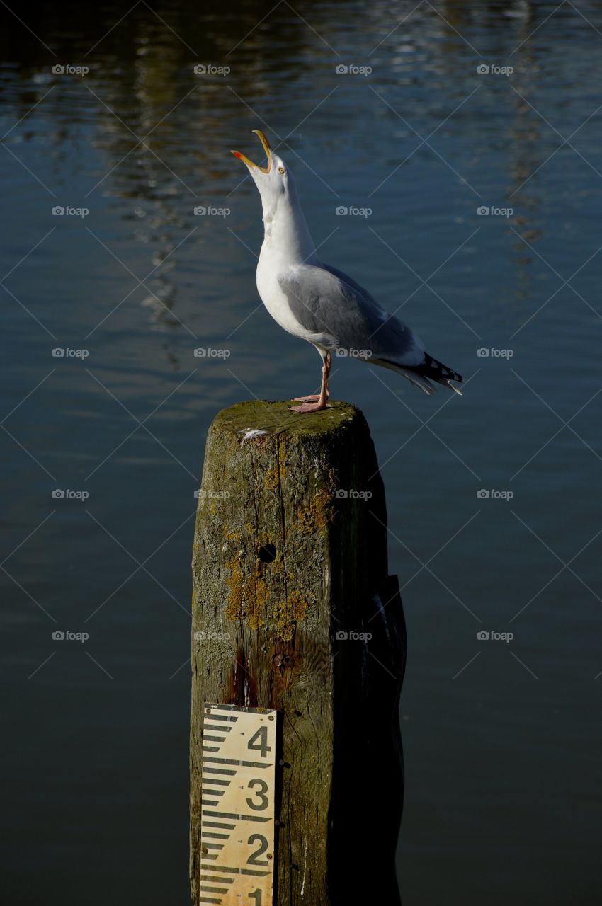 Singing Seagull. Singing Seagull 