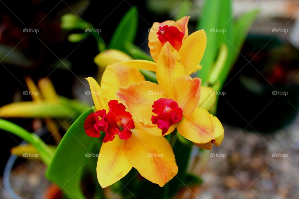 Yellow orchids.