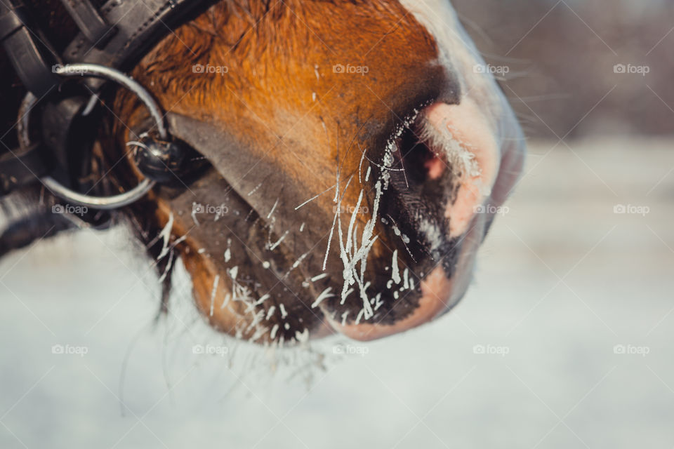 Horse nose in winter frost