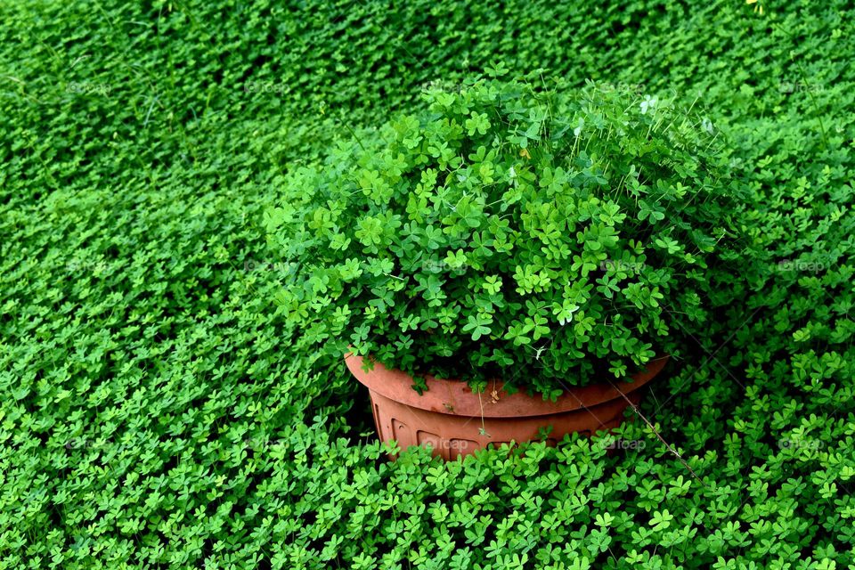 plants of clover