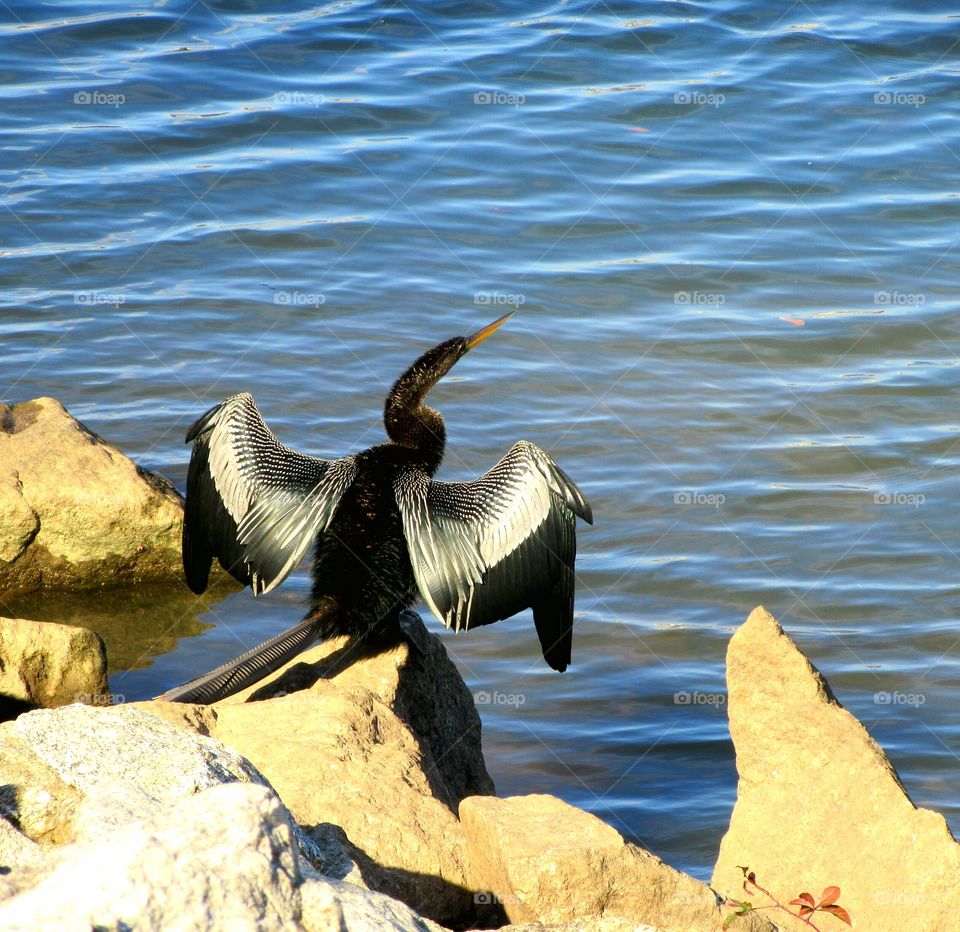 Drying off 
Spotted along the Riverwalk