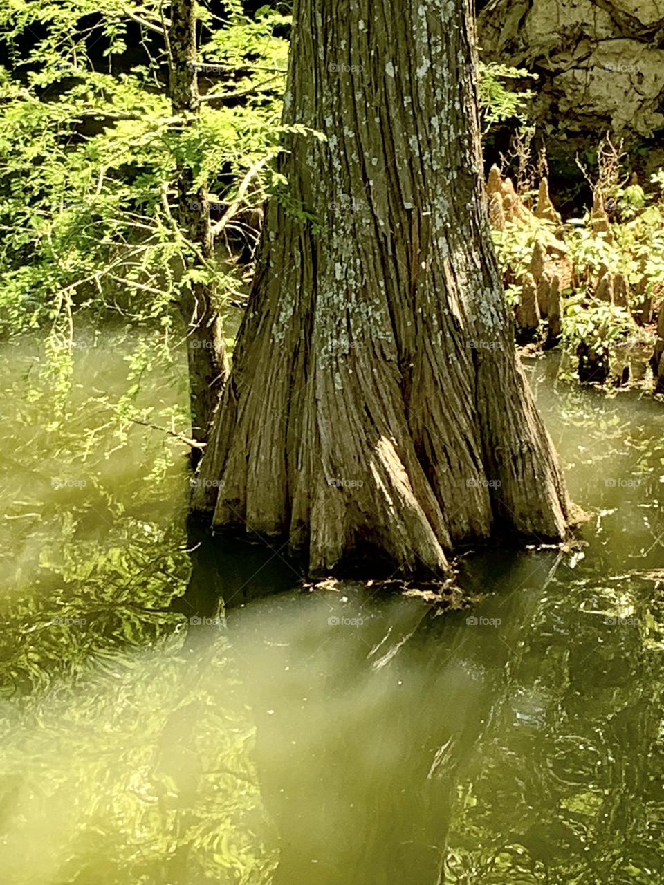 Cypress swamp 