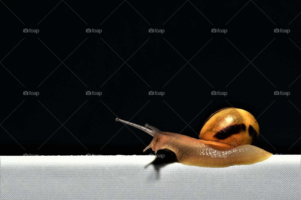 garden snail on white edge with black background low key