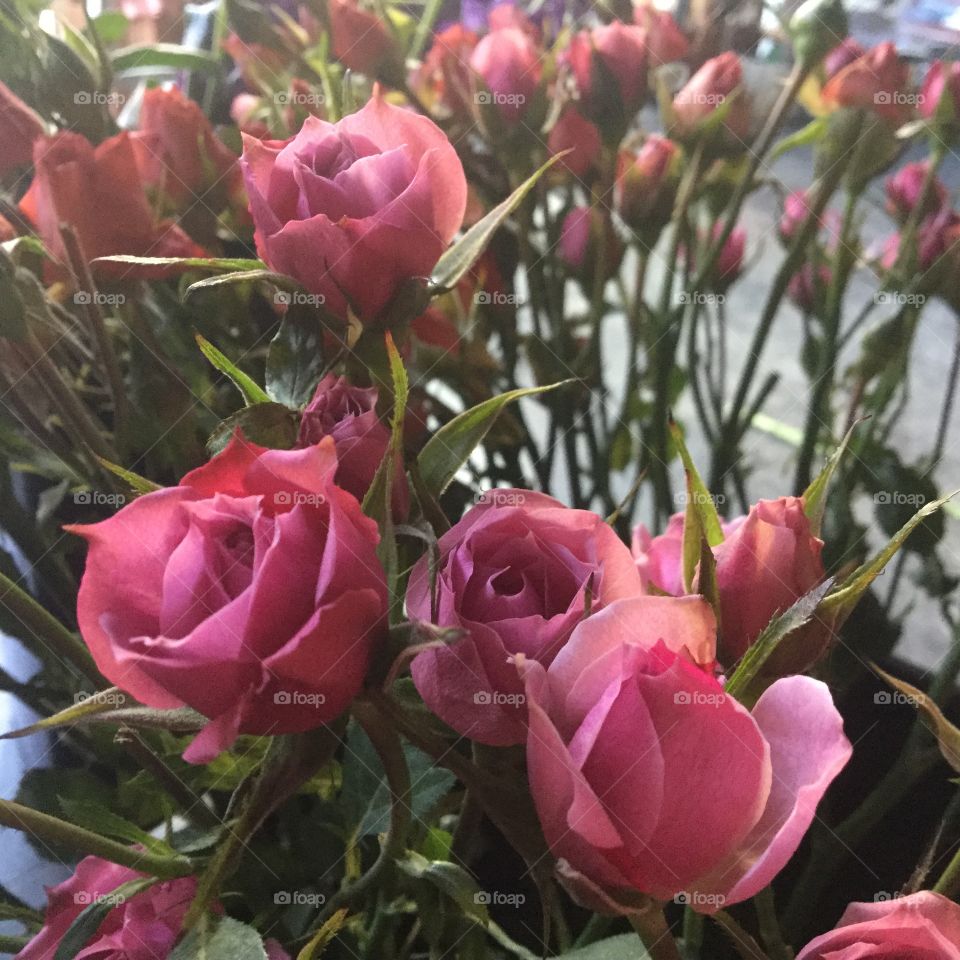Pink roses 