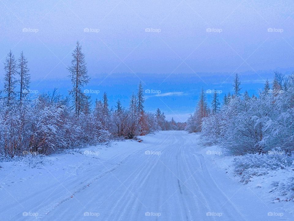 Winter time, morning, forest, spruce, month, dawn, frost, cold, sunset, morning in the forest, month in the sky.