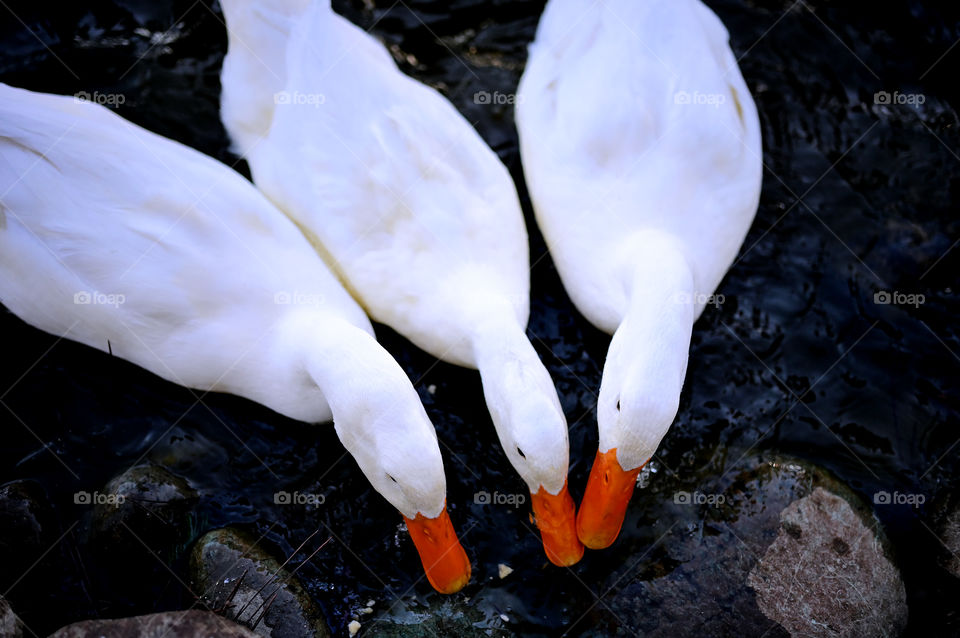 Close up shot of three white ducks on the pond eating with the crackers. 