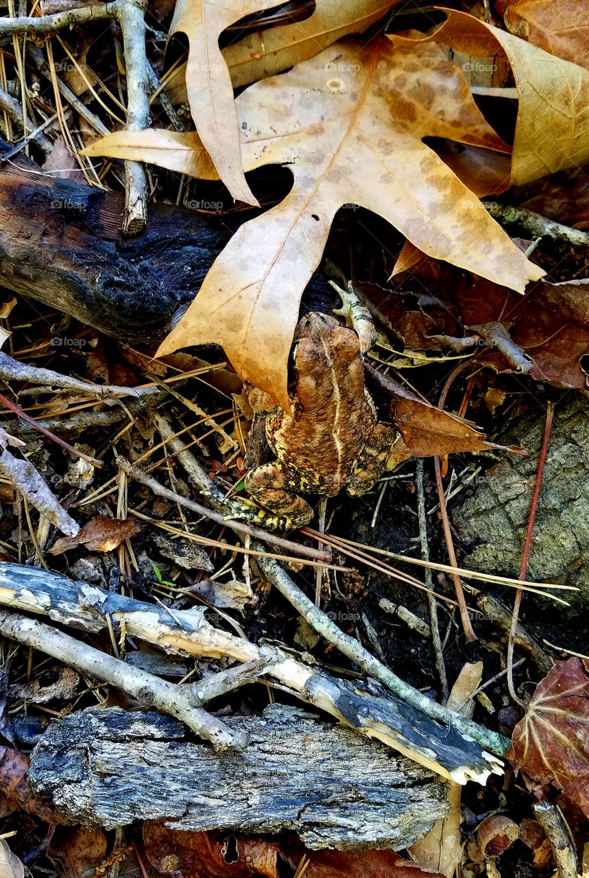 toad hiding in the leaves.