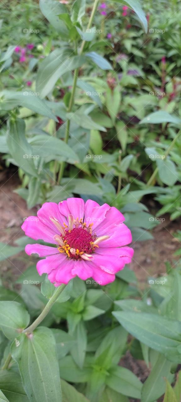 Zinnia