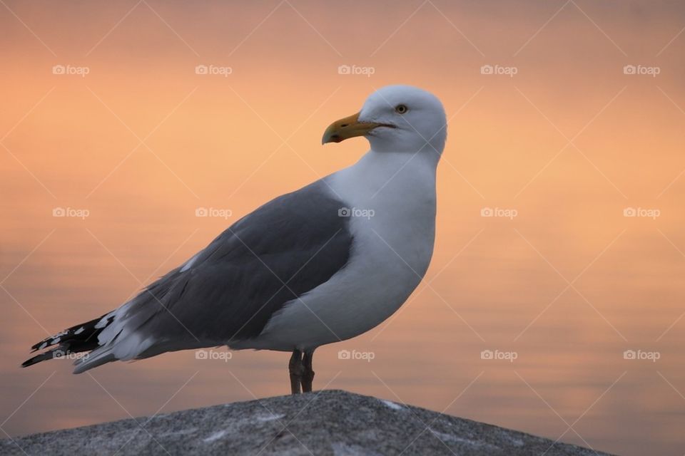 Sea gull