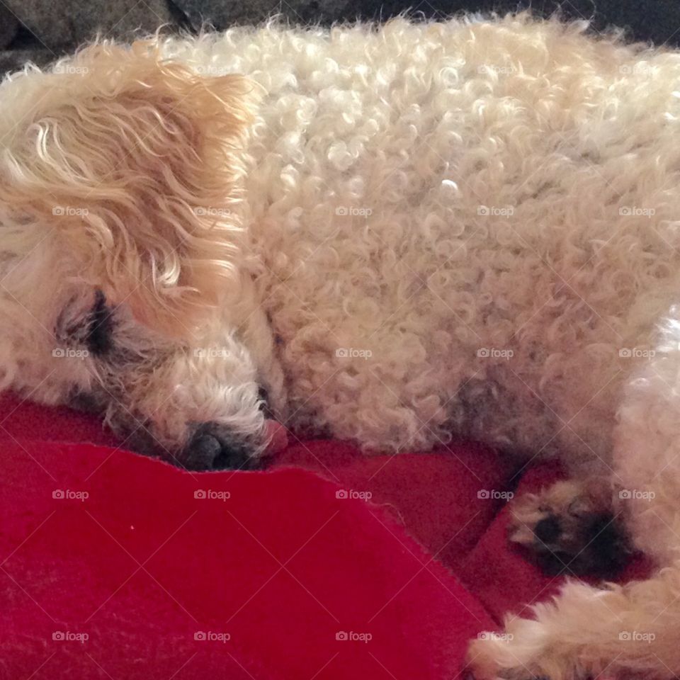 Red pillow with sleeping puppy on it & his tongue is sticking out!
