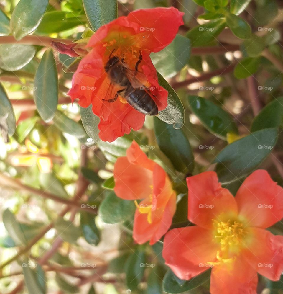 A natureza é incrivelmente bela!