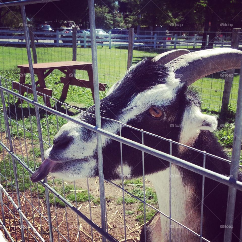 Funny goat