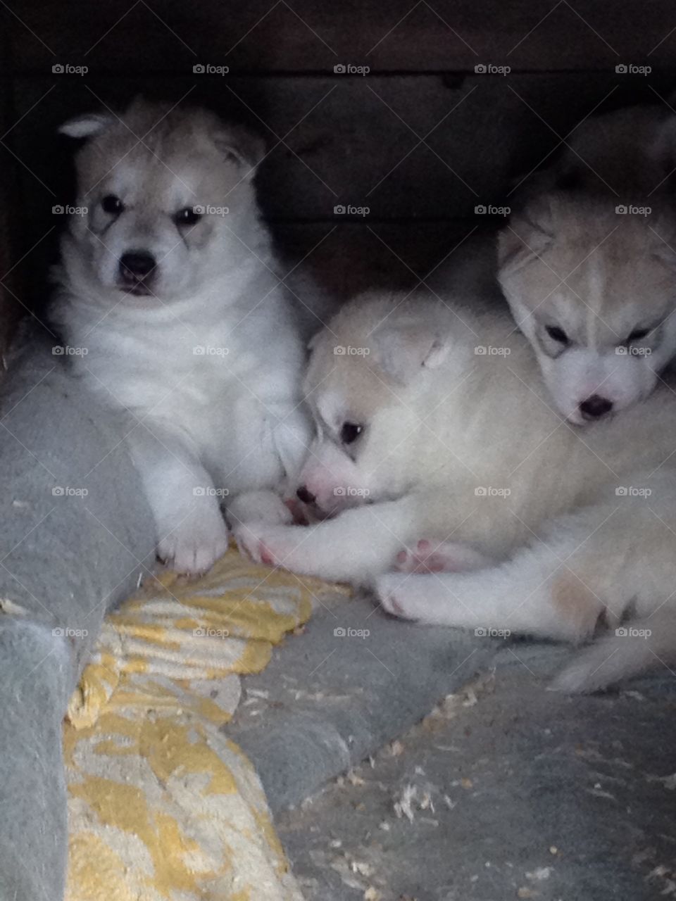 The world is better with puppies