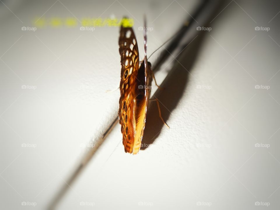 my butterfly. This is a picture of a butterfly that was hanging out upside down on the ceiling of my patio here in Graham Texas