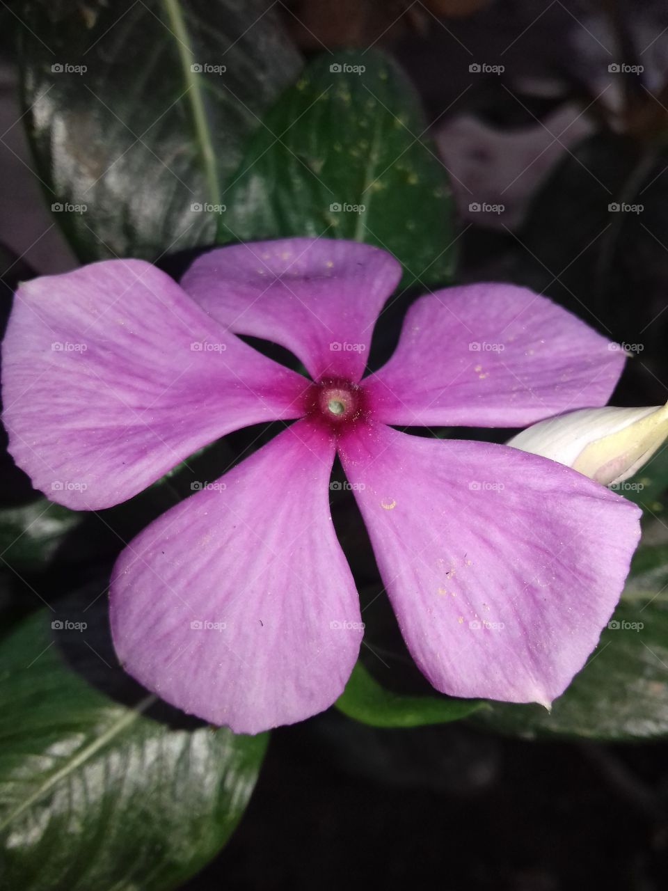 Close-up of catharanthus rose's
